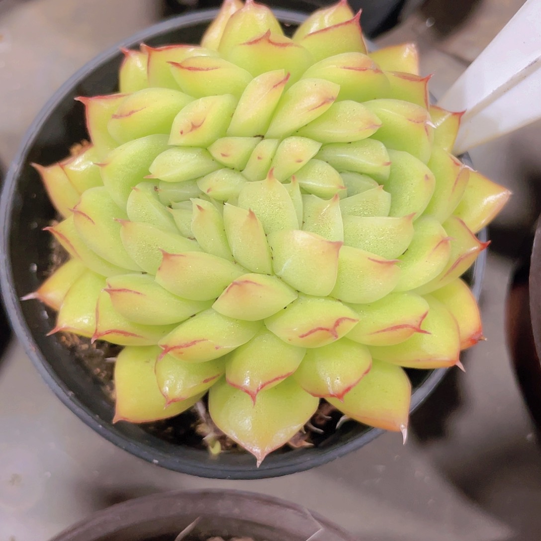 麦秆缀a063一物一拍