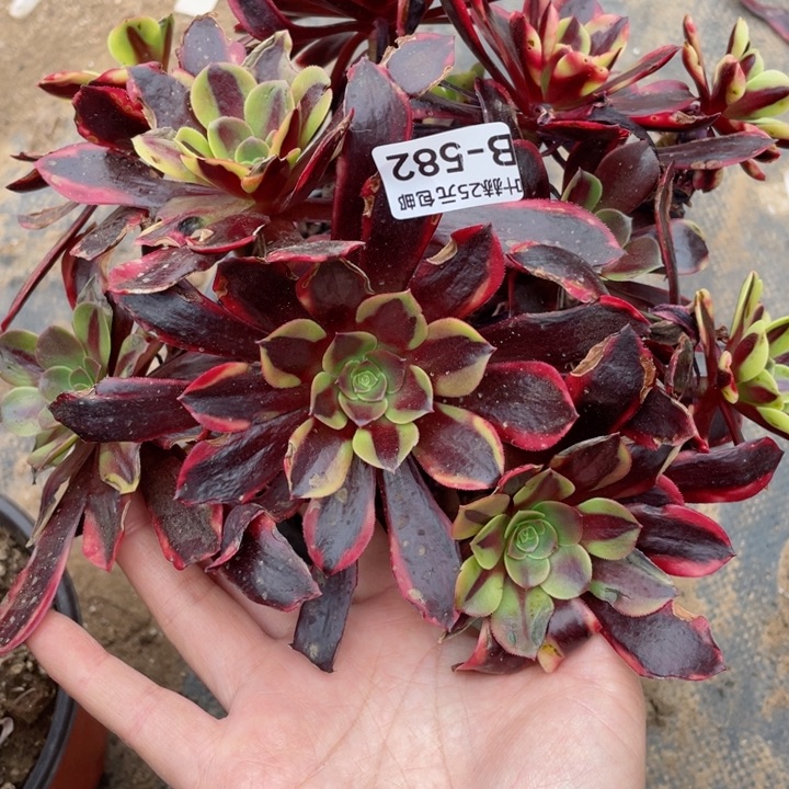 582欧嘉莉多肉1，12345678