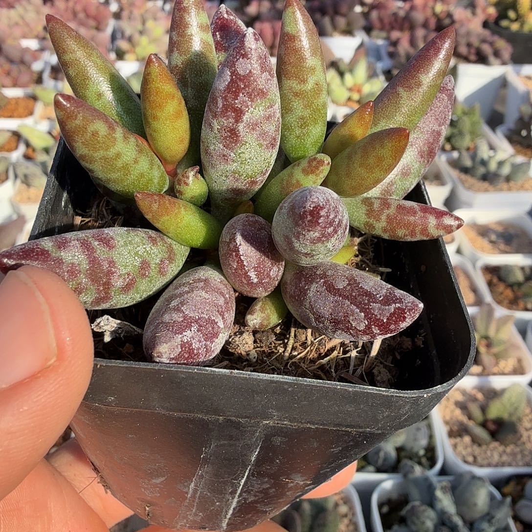 苏***…梅花鹿          