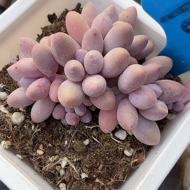 多肉植物汤圆1022