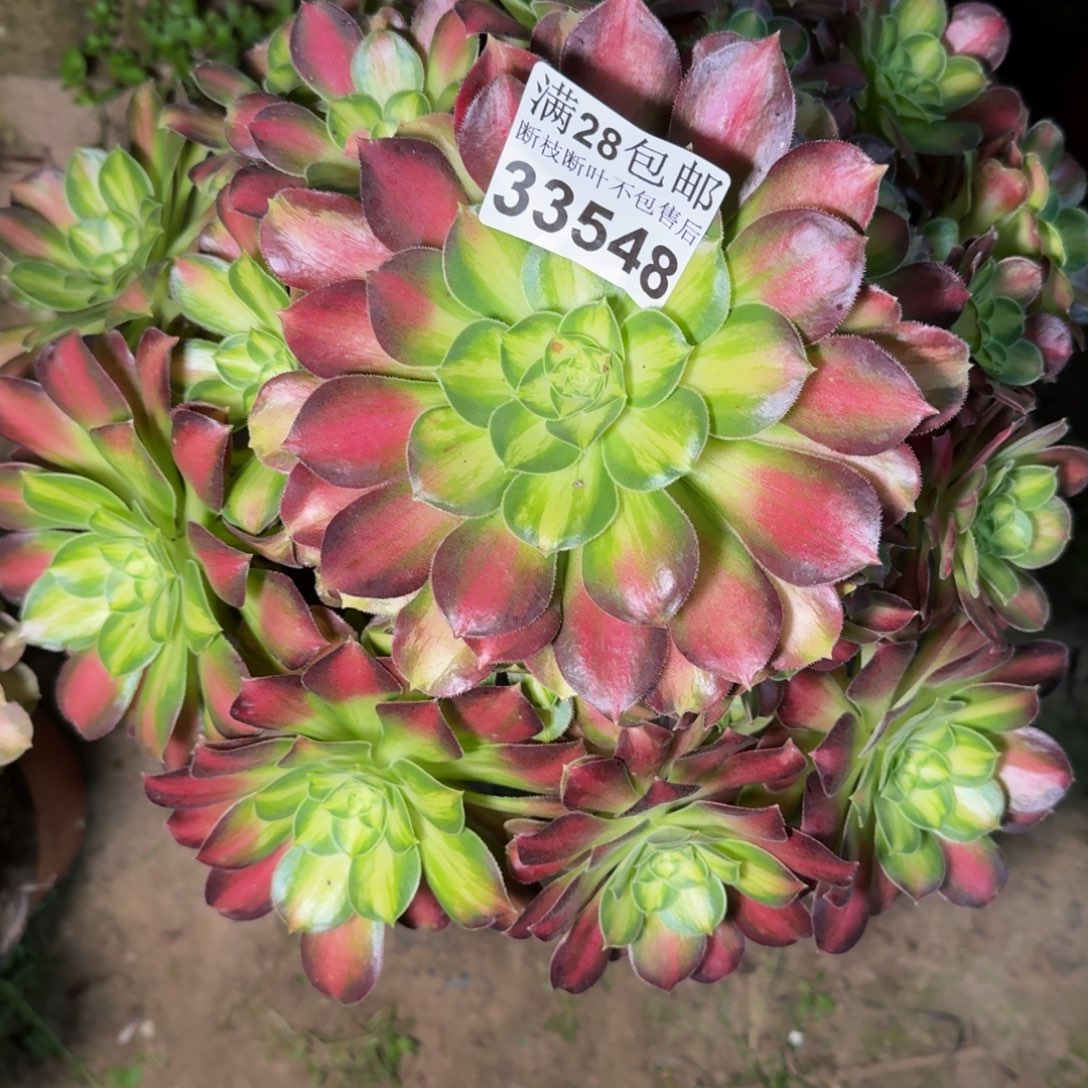 33548韶华多肉植物