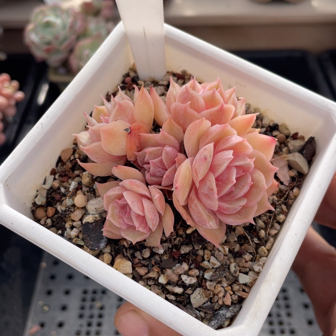 0581昂斯诺不带盆7厘米