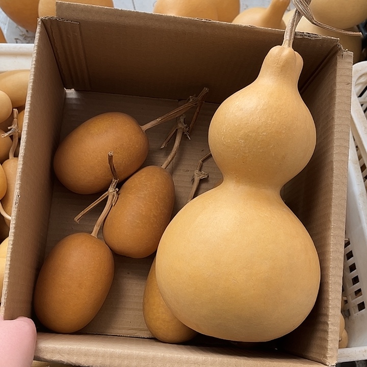 大葫芦厚皮漂亮冬瓜