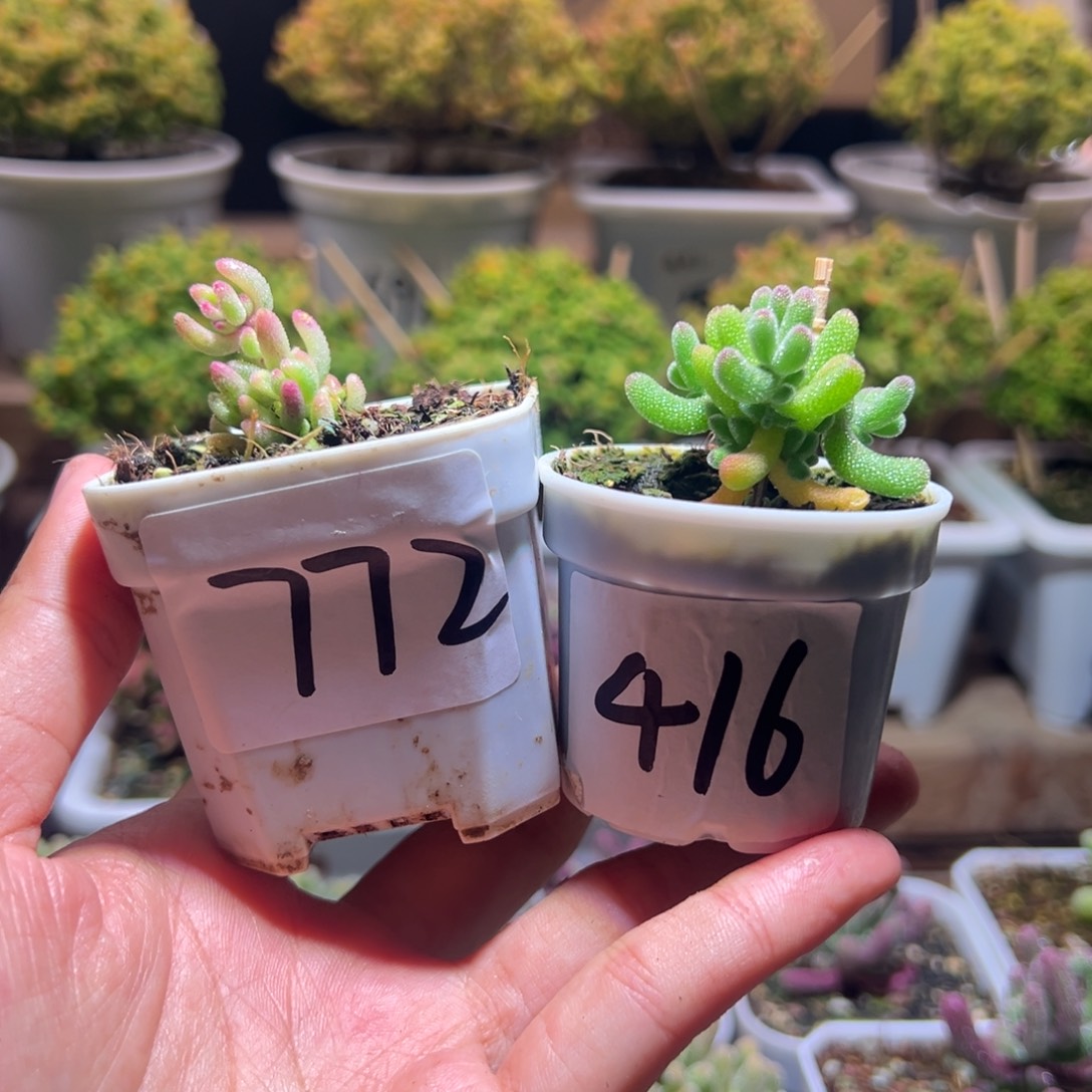 小***马组合一物一拍包开箱