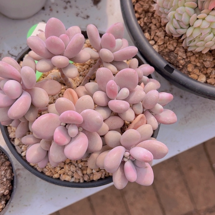 健健康康平平安安