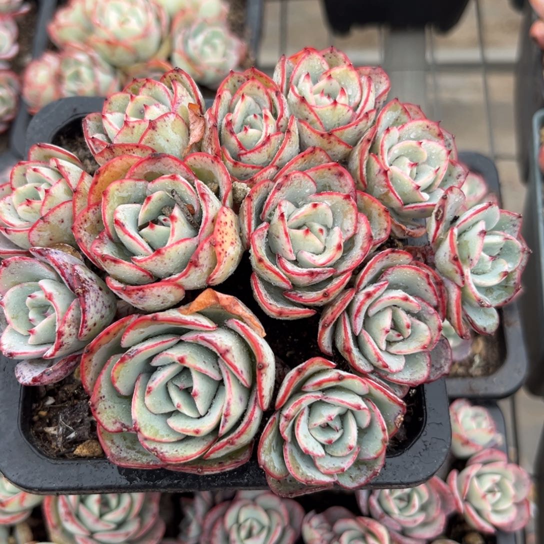 奶油黄桃多肉植物多肉