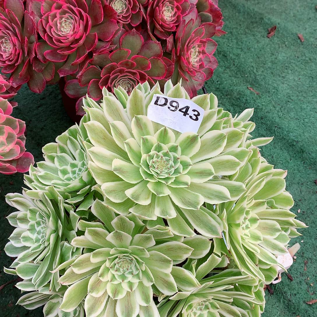 碧浪多肉植物943