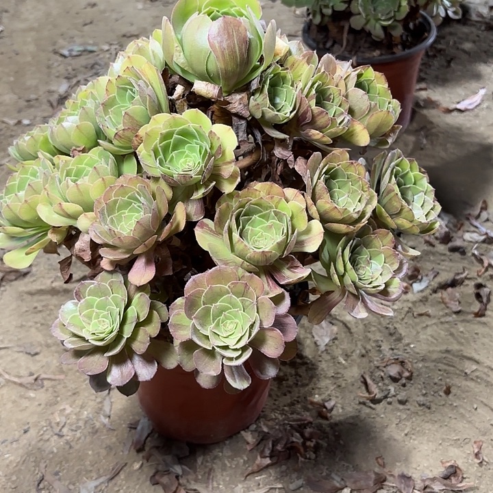 多肉植物法师花月夜15