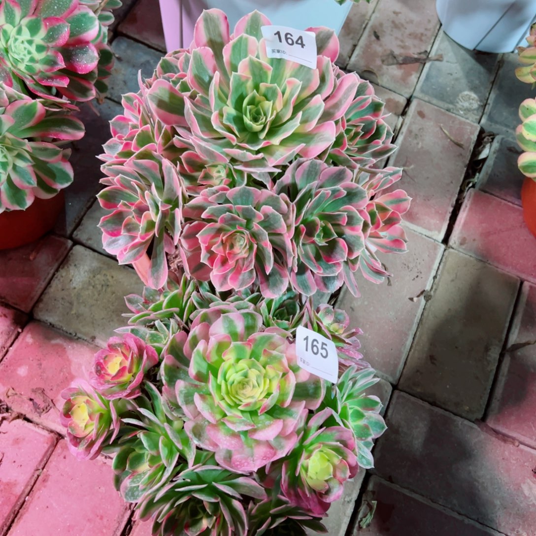 164粉女郎165海仙组合