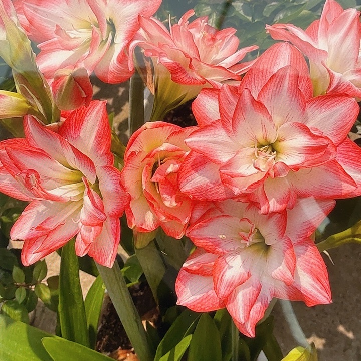 花孔雀一盆4个脱土发