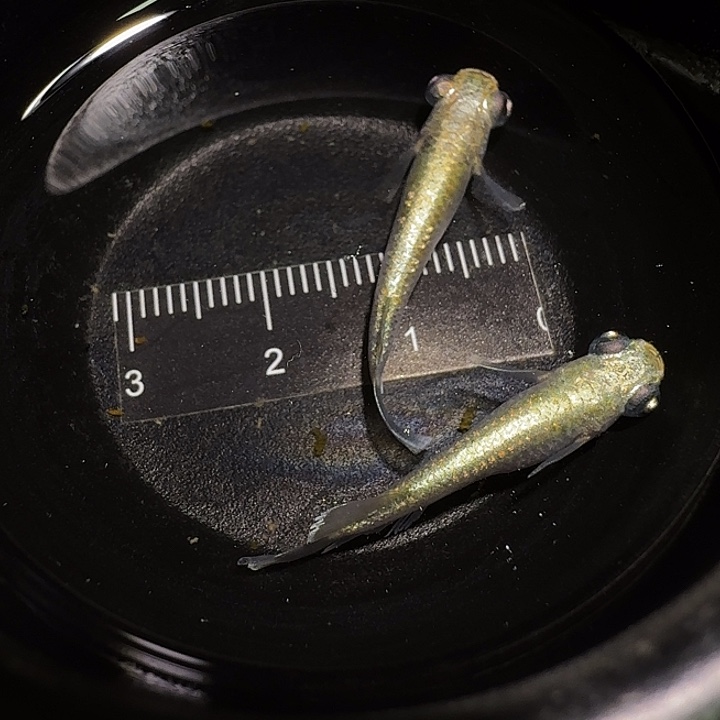 青鳉鱼一物一拍593