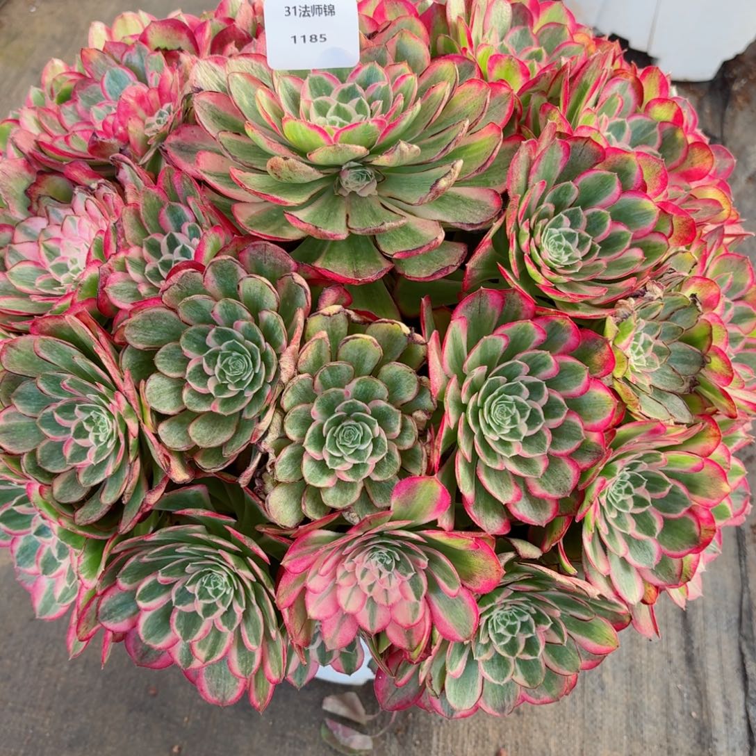 小****31法师锦多肉1185孔雀翎