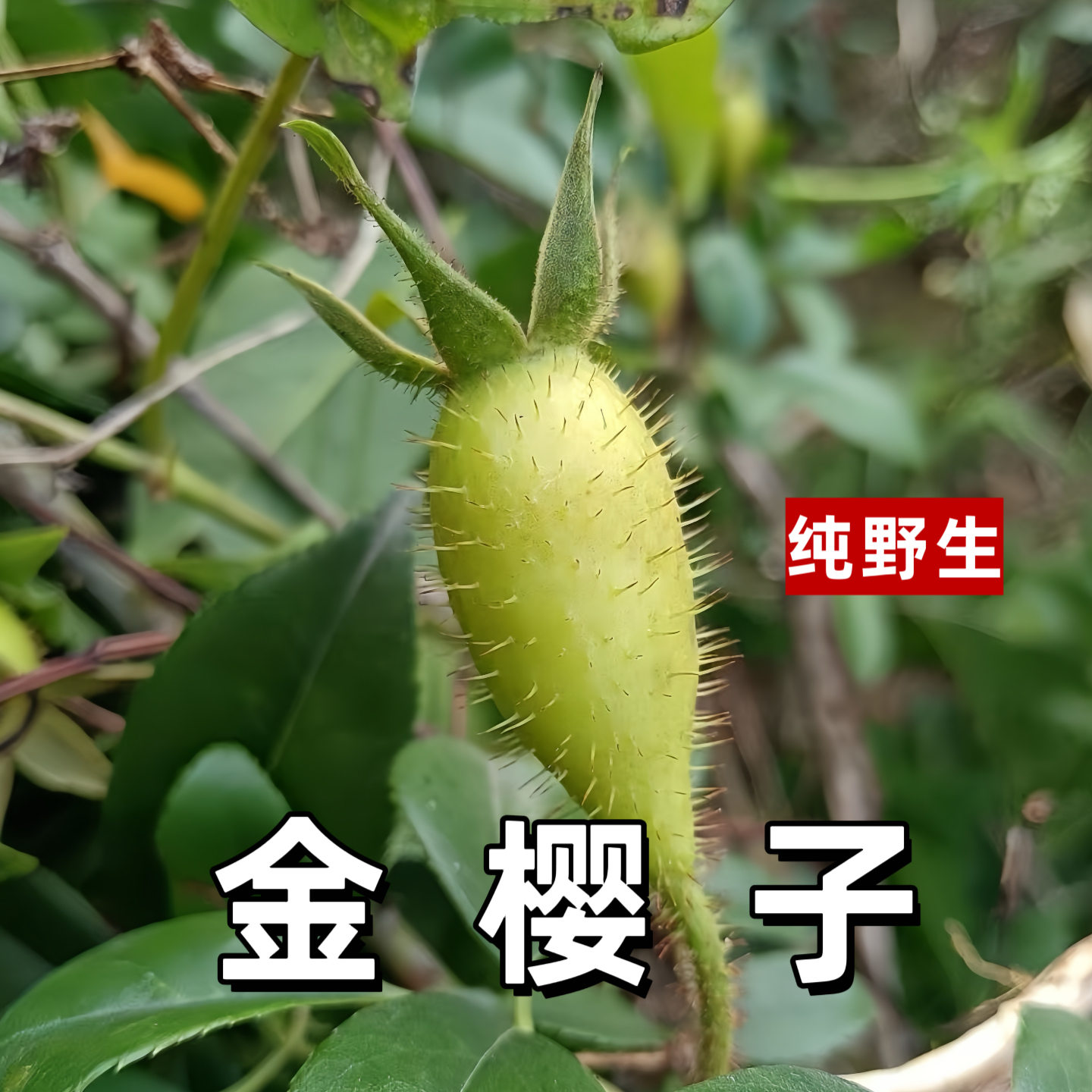 新鲜野生现摘贵州深山人工采摘金樱子刺果子鲜货糖罐子泡酒煲配料