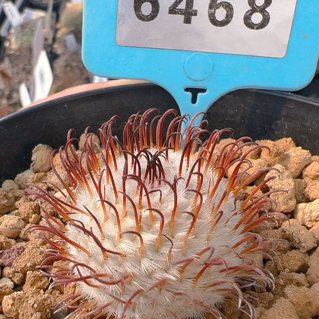 6468曲刺佩雷实生裸根发