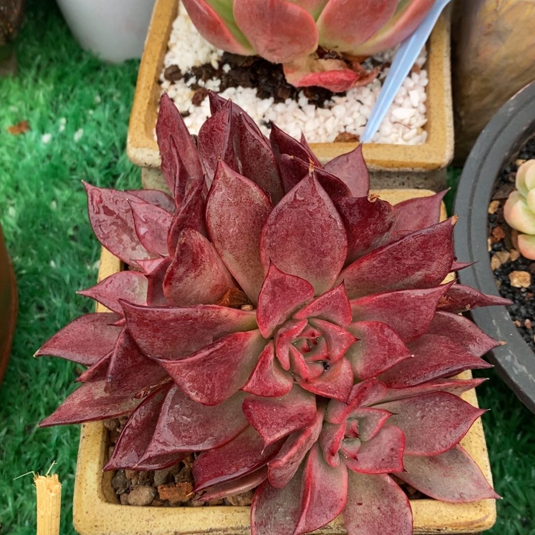 娇兰多肉植物盆栽