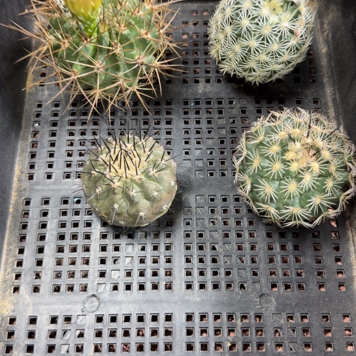 框拍福利6，不退不换，微瑕疵