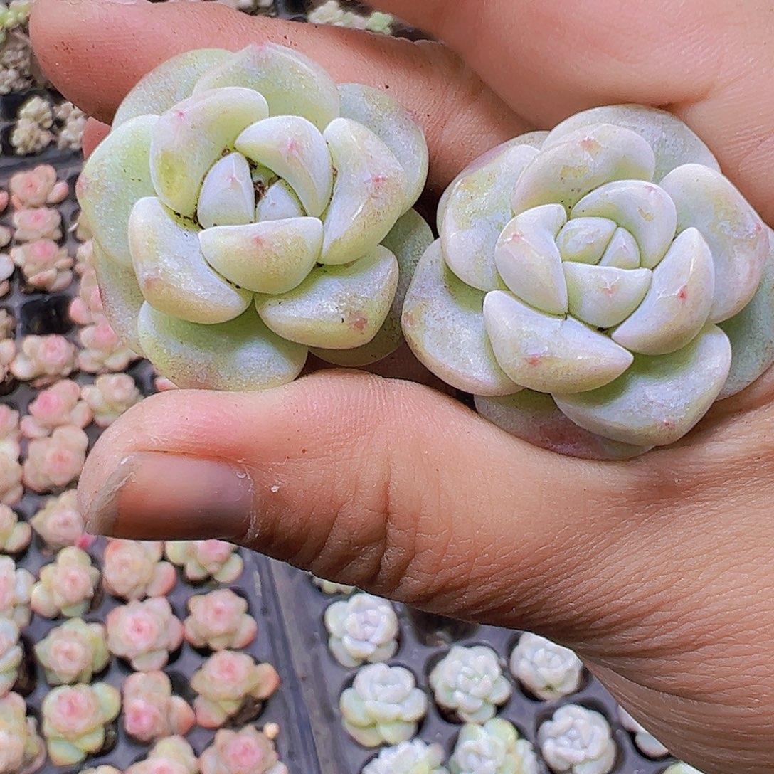 026冰玉5个19包油