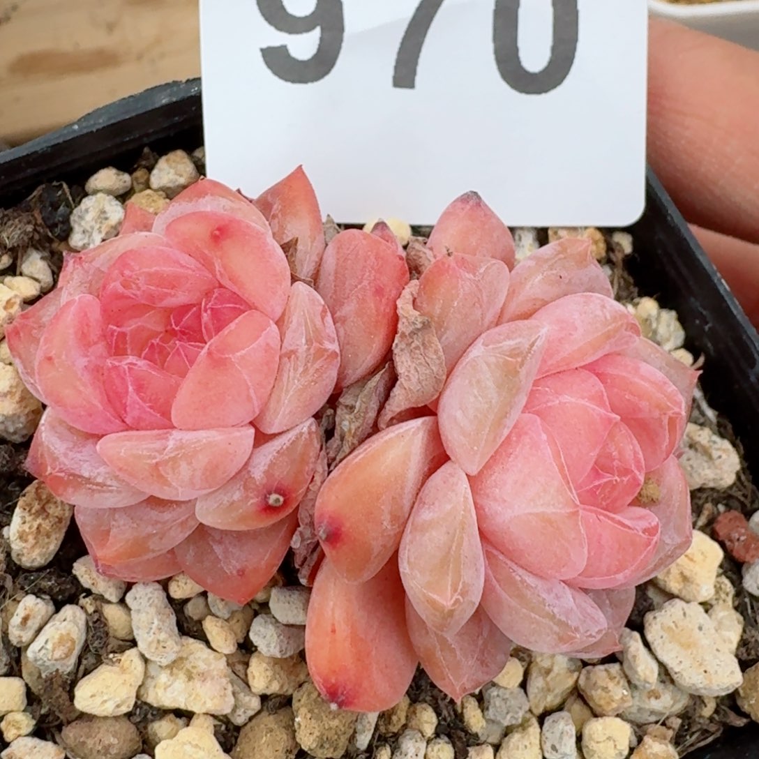 粉黛冰魄双头         精品多肉