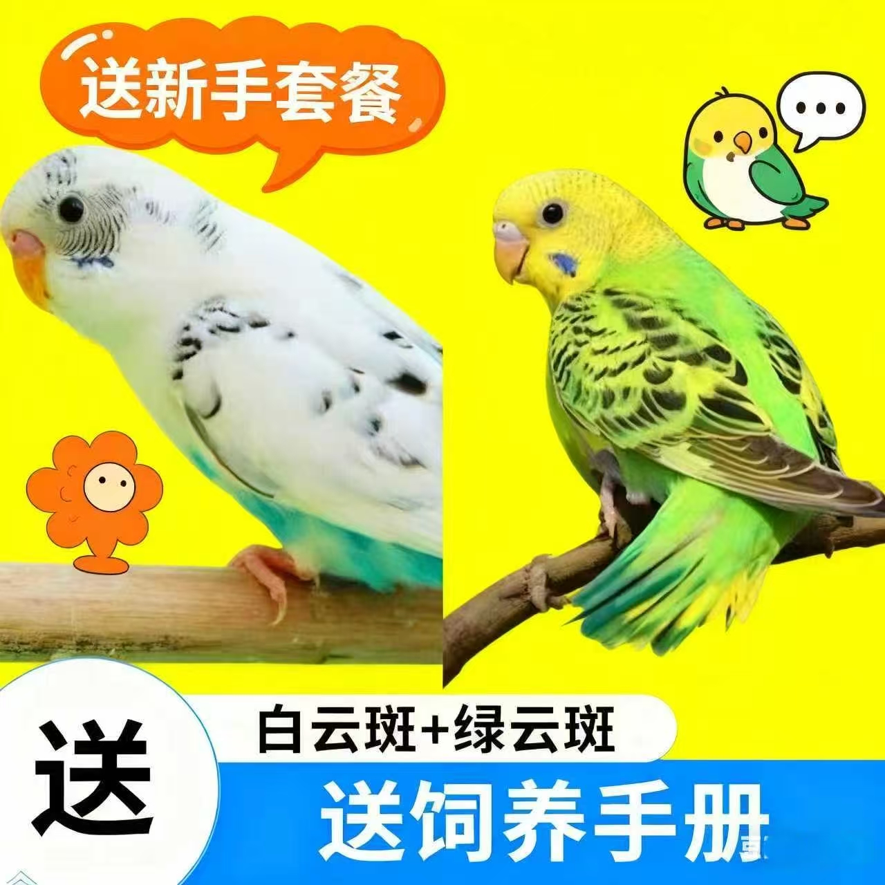 一对云斑虎皮鹦鹉活鸟可教说话手养宠物鸟适合家养可繁殖亲人运输