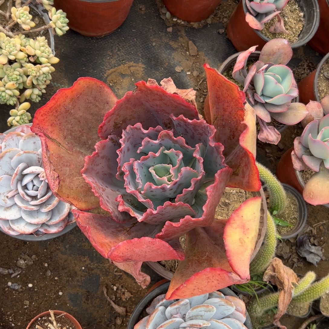 多肉植物大颗包菜