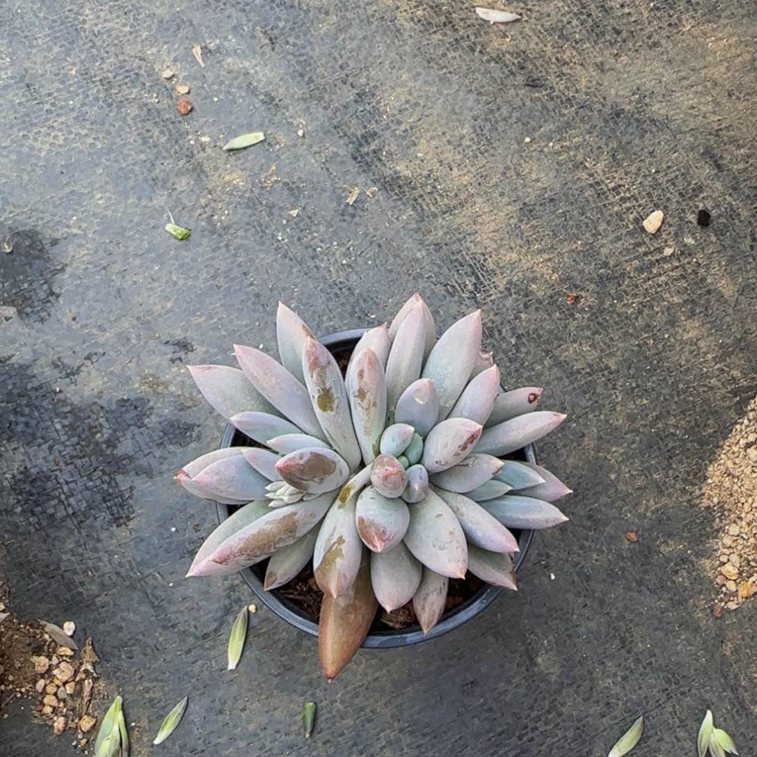 哥特萝莉多肉植物