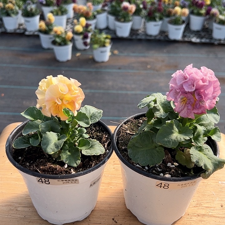 水晶抖音直播闪拍48