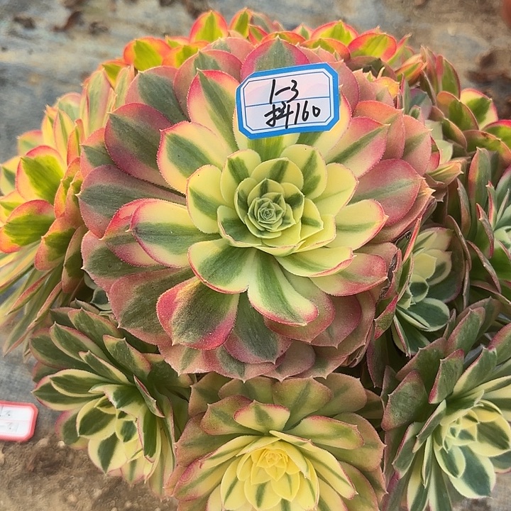 玉姿多肉法师不包损160