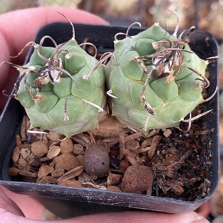 孤品实生双头娇丽福利6cm