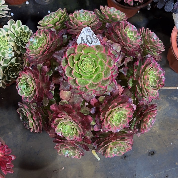 000000000000000409莲花座