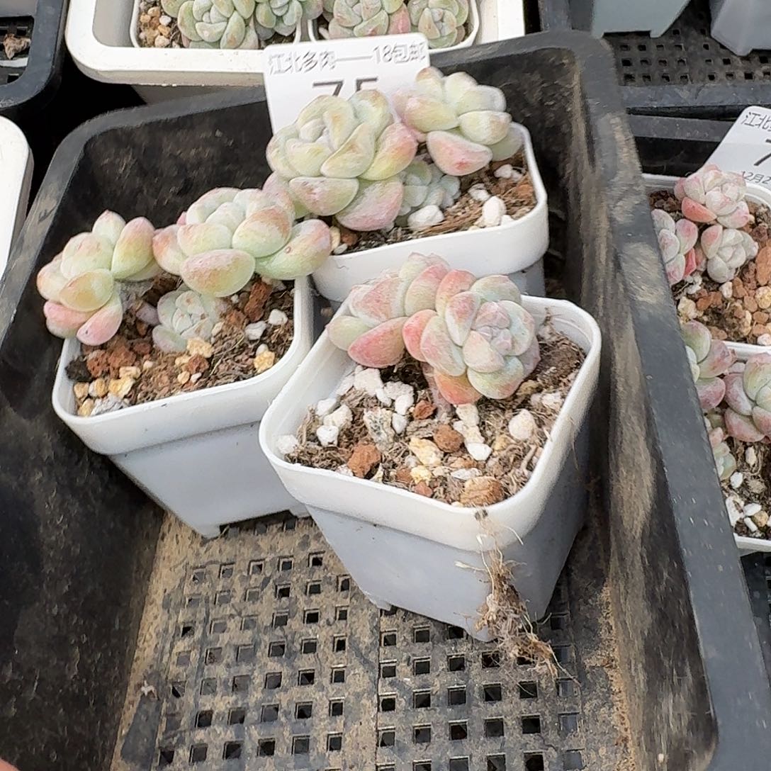 75 号到手1框一物一拍