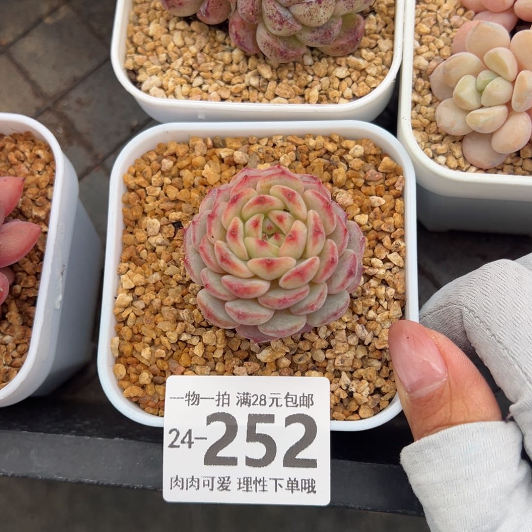 白胖子多肉多肉多肉多肉