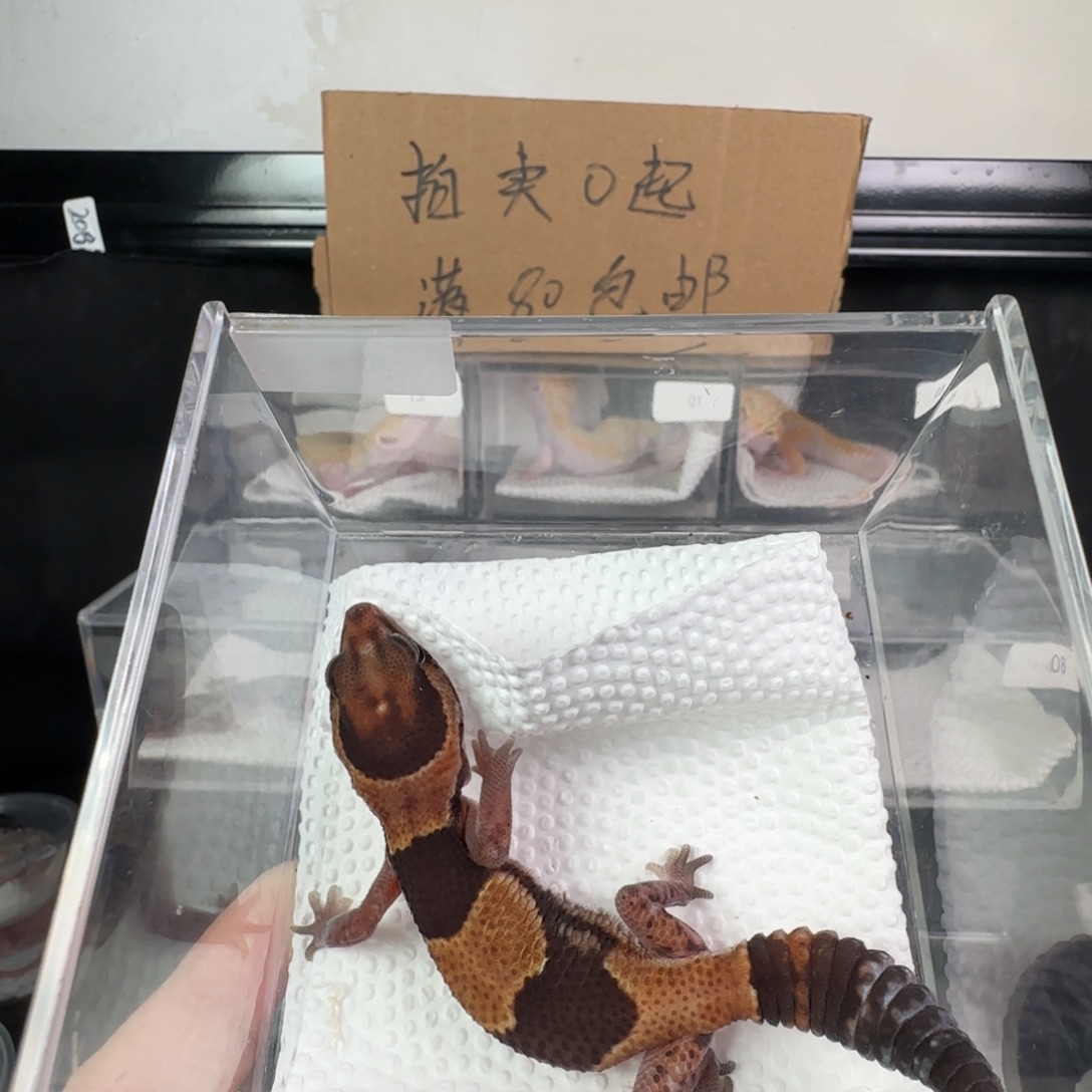 豹纹守宫原色肥尾妹妹瘾橘白无纹