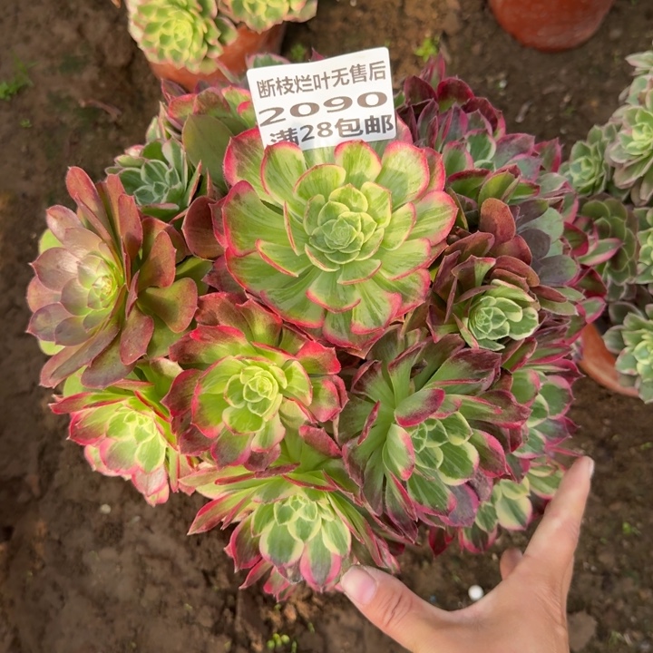 2090二号棚大水蜜桃B