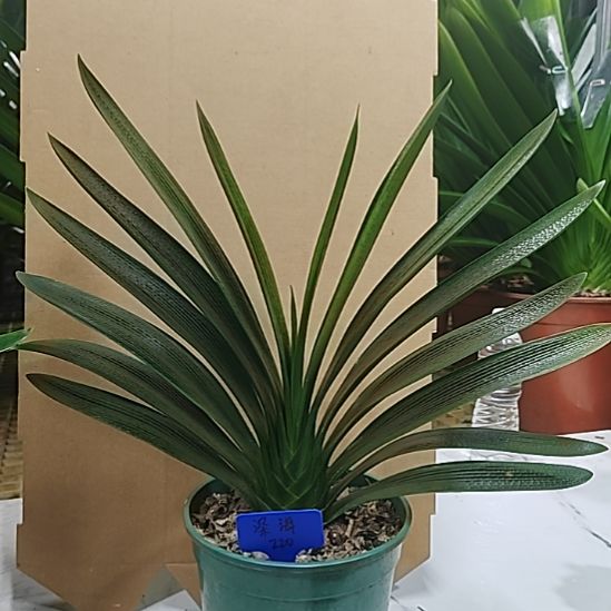 当前无花栽培后可以开花精品兰苑