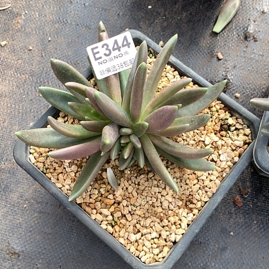 八爪鱼6-7头344 退款拉黑需延迟发货