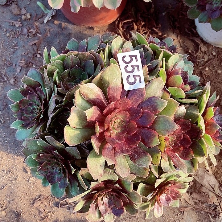 红丝绒多肉植物555多肉