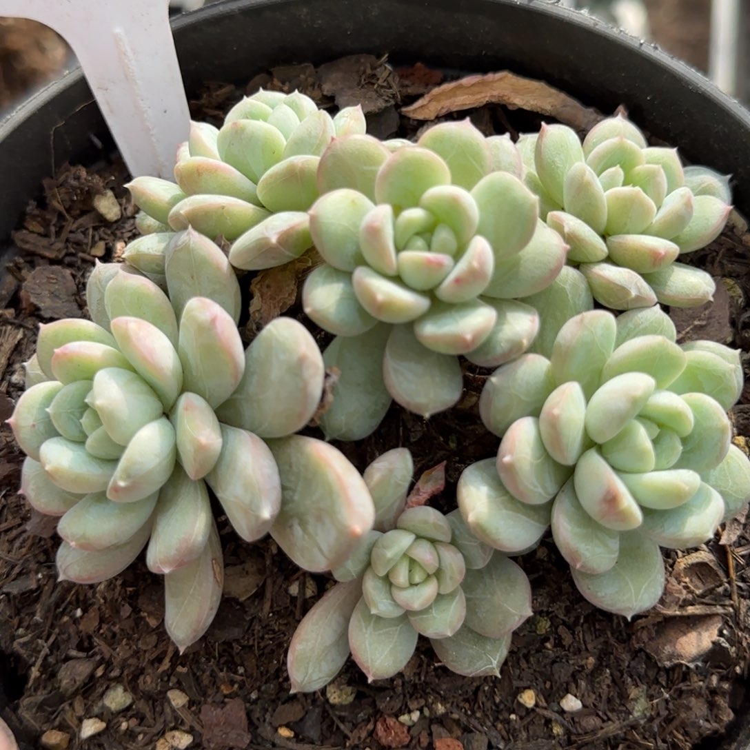 白打翡翠一物一拍包装收缩花旱