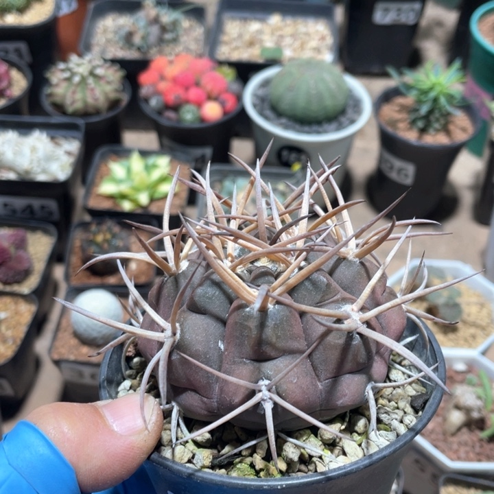 476实生狂刺守金摩天龙