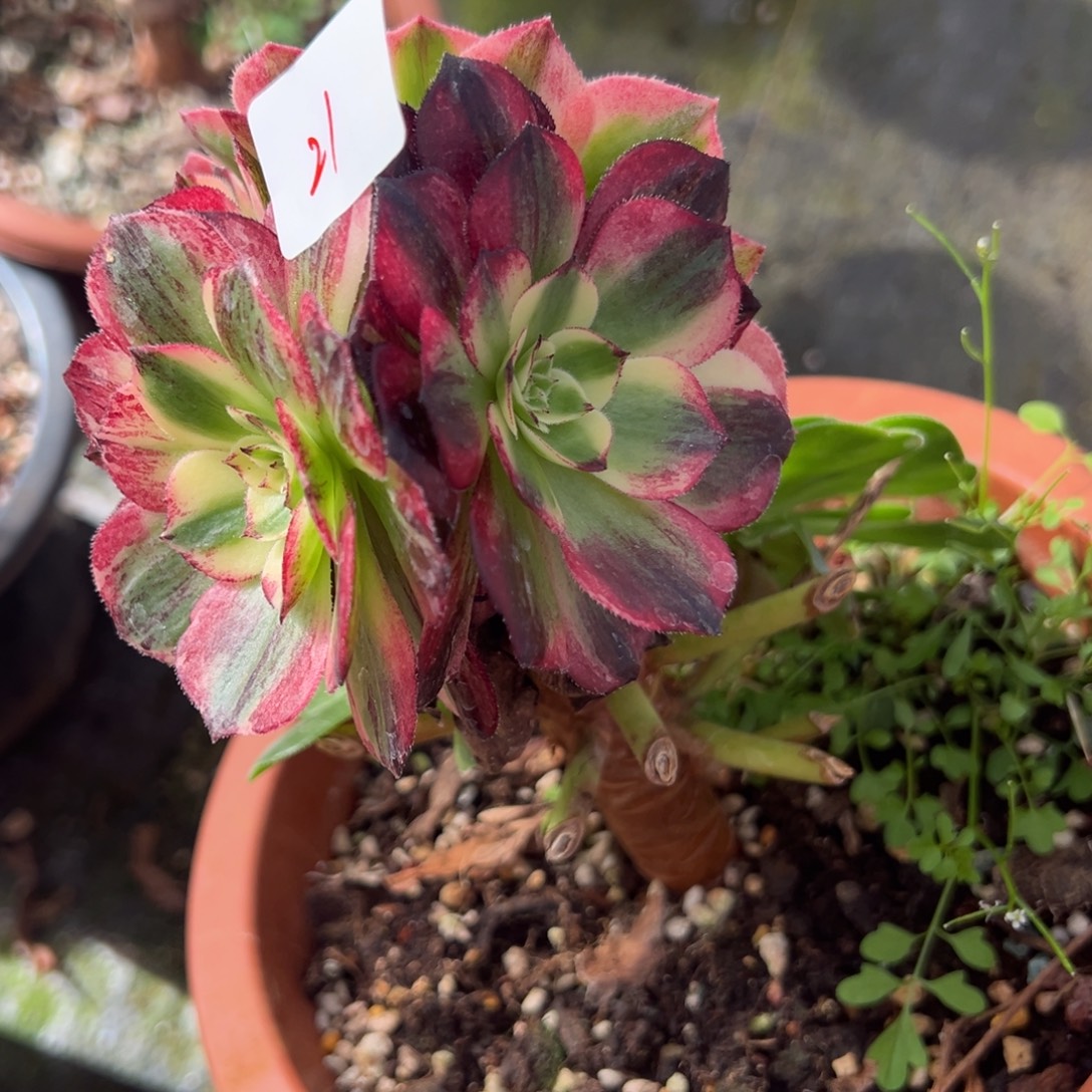 21伯爵嫁接多肉椅子