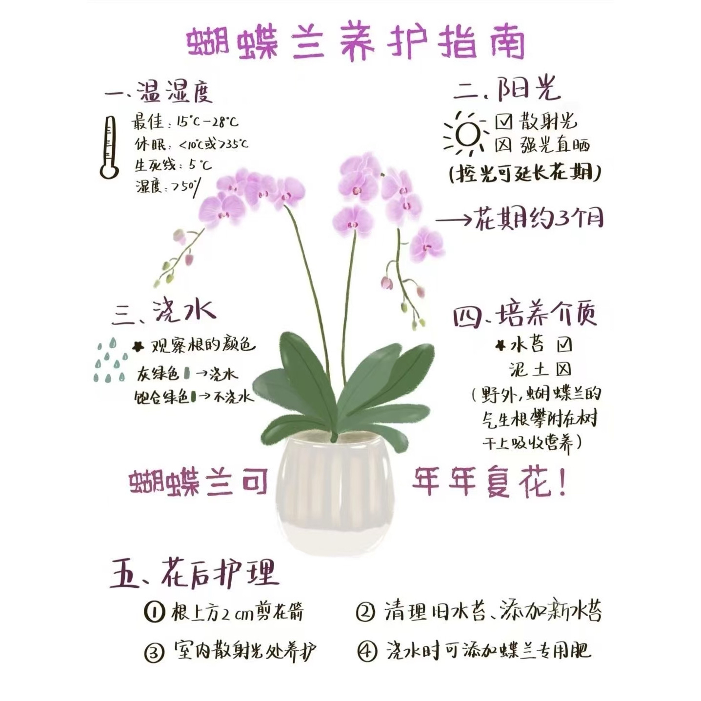 蝶兰小栈【一物一拍】甜美人1棵
