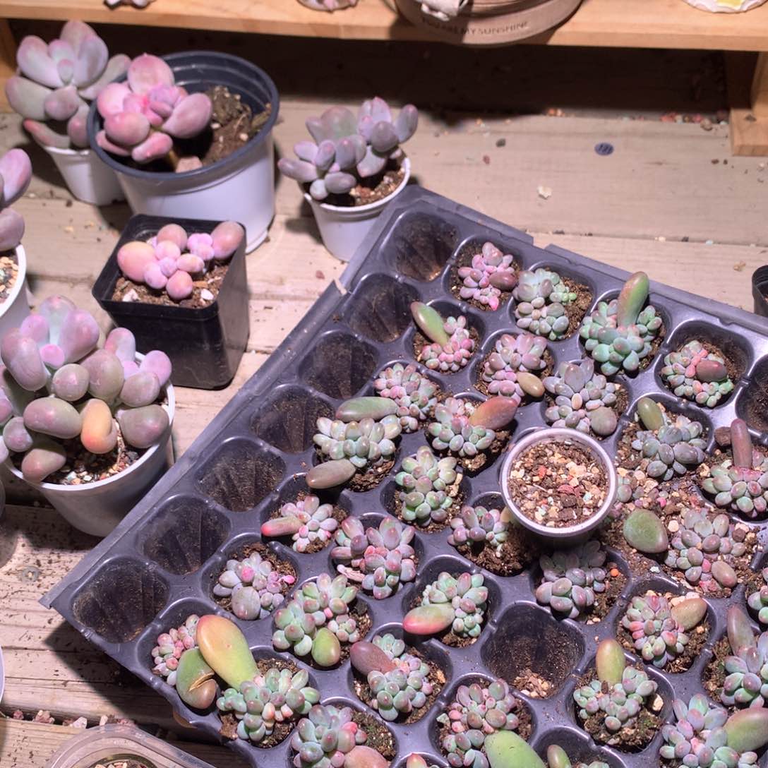 米可奶酪多肉米可奶。