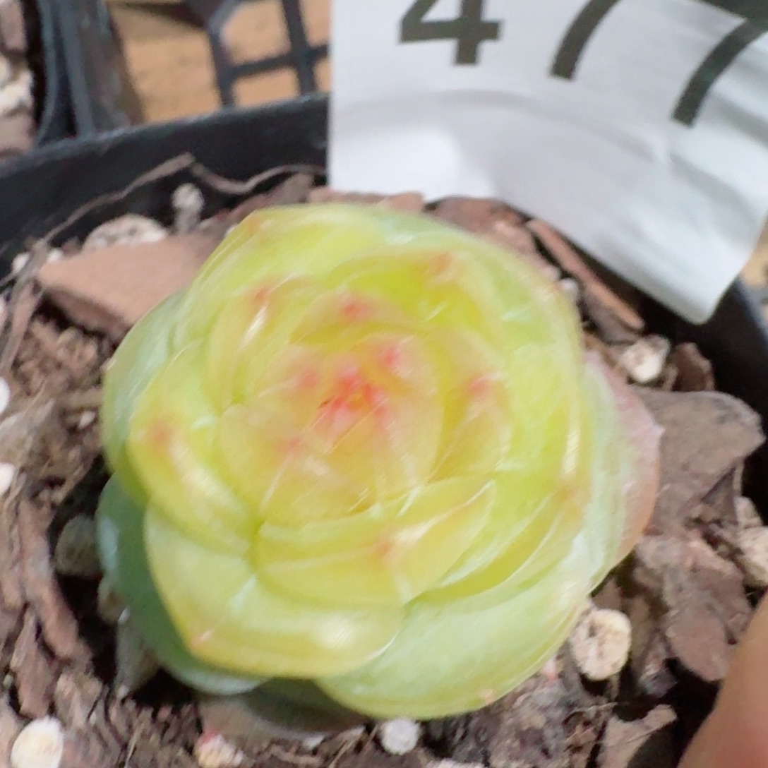 桃**?小家碧玉         精品多肉