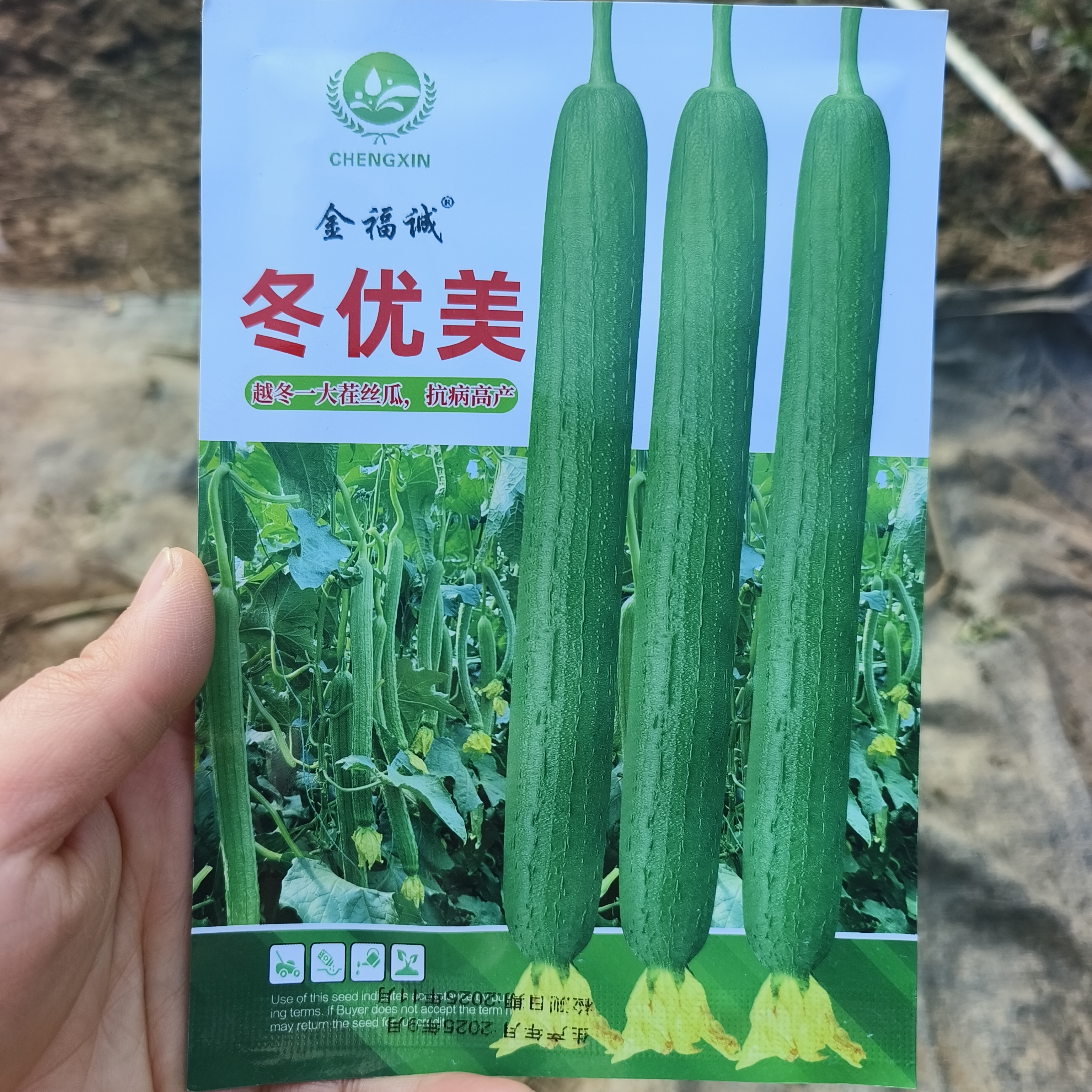 越冬丝瓜品种冬优美丝瓜种子油绿长丝瓜种子蓉丝翡翠杂交香丝瓜