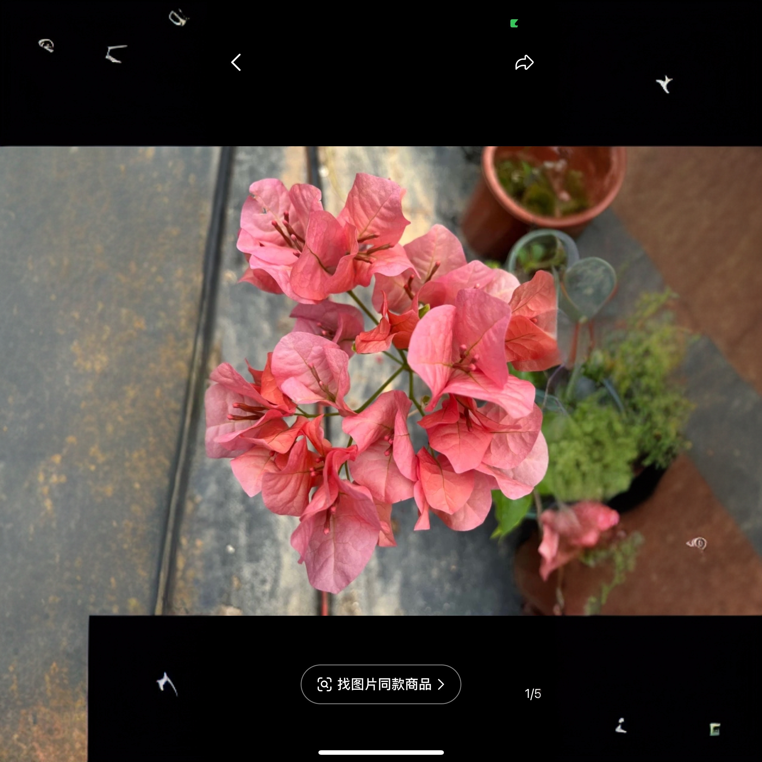 三角梅小绿植盆景绿植盆栽绿植嫁接母本老桩【一物一拍】