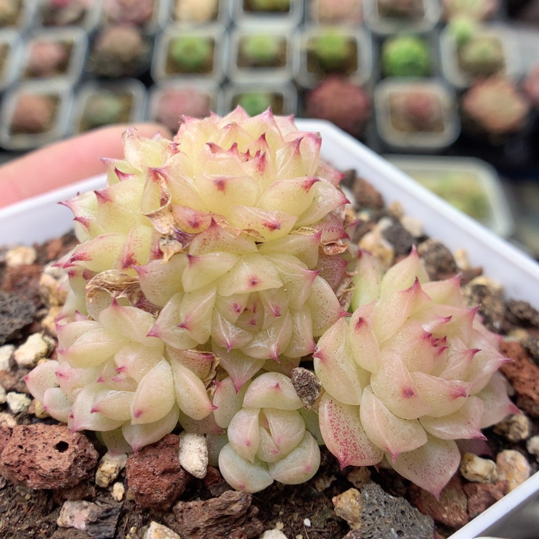 C33 ，柿子多肉20包邮两天凑单