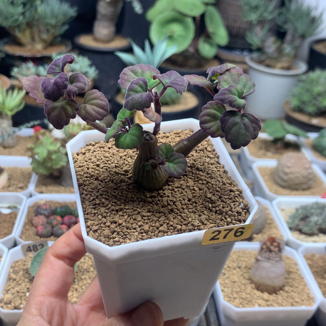 延命草带盆多肉276