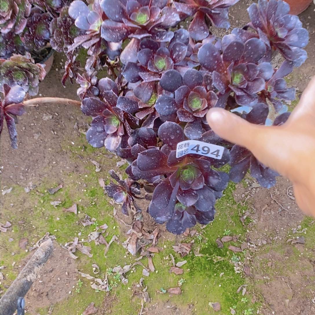 494 号一物一拍多肉植物