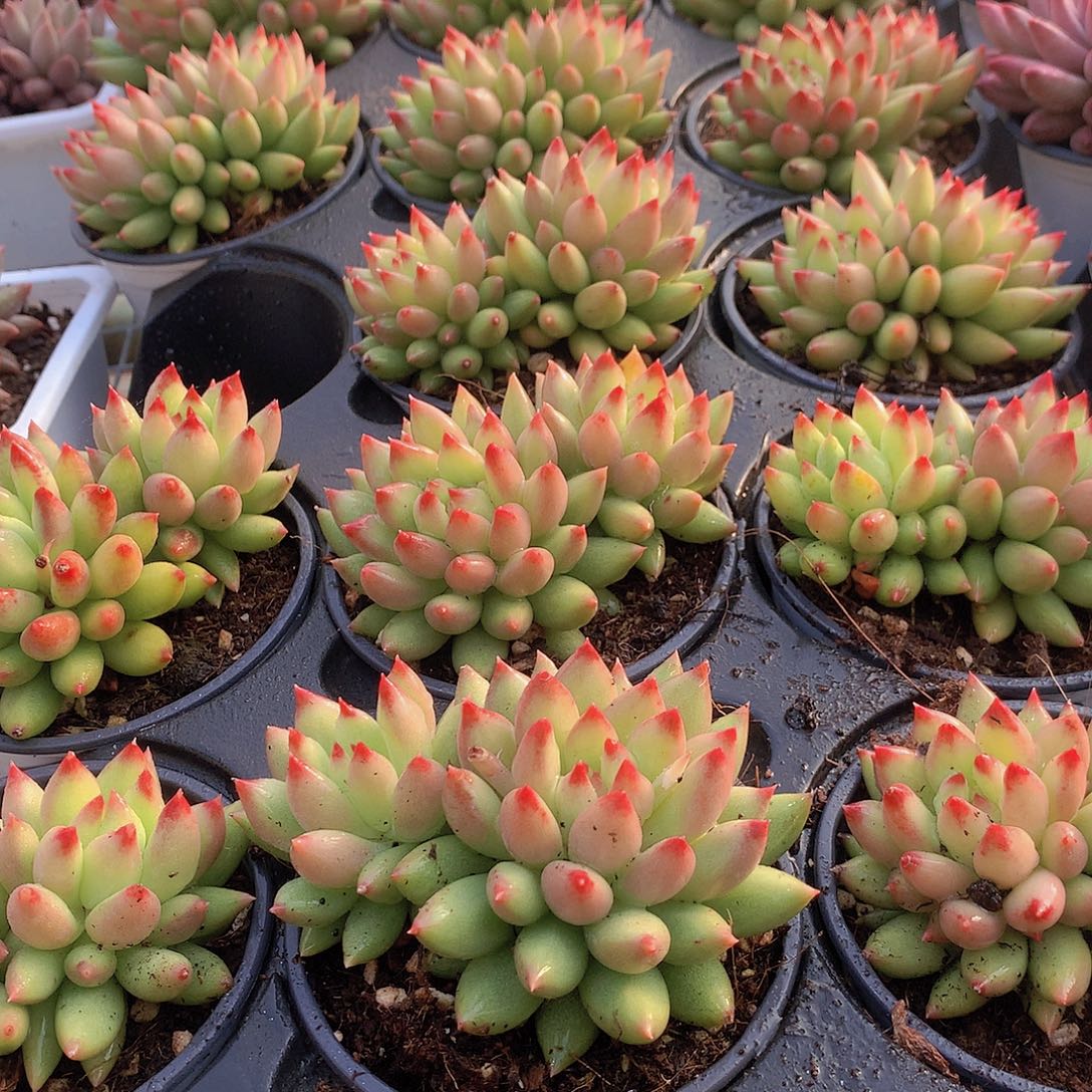 双头黄体虞美人356789990000