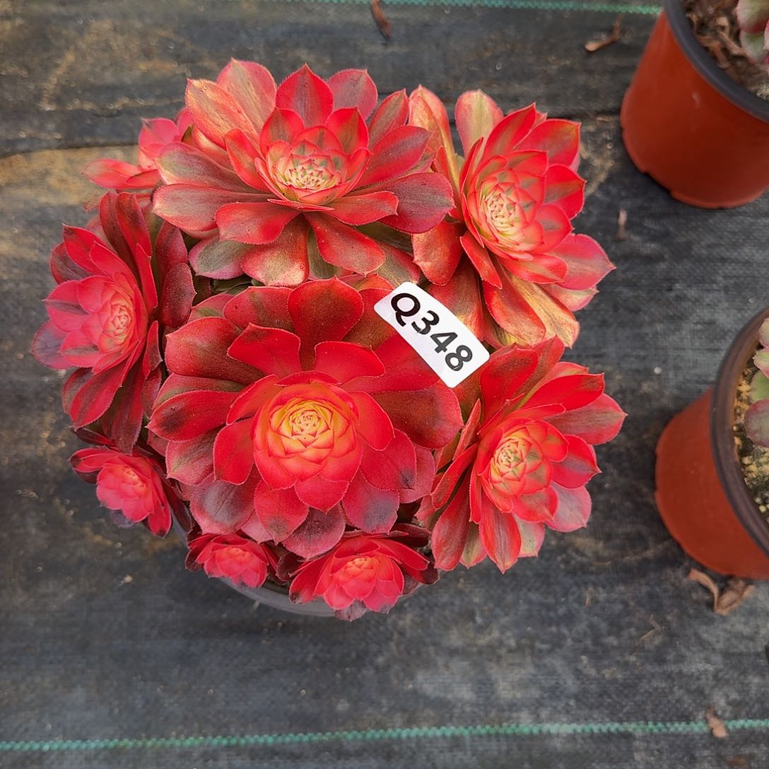 348荔枝44冠服19.20左右