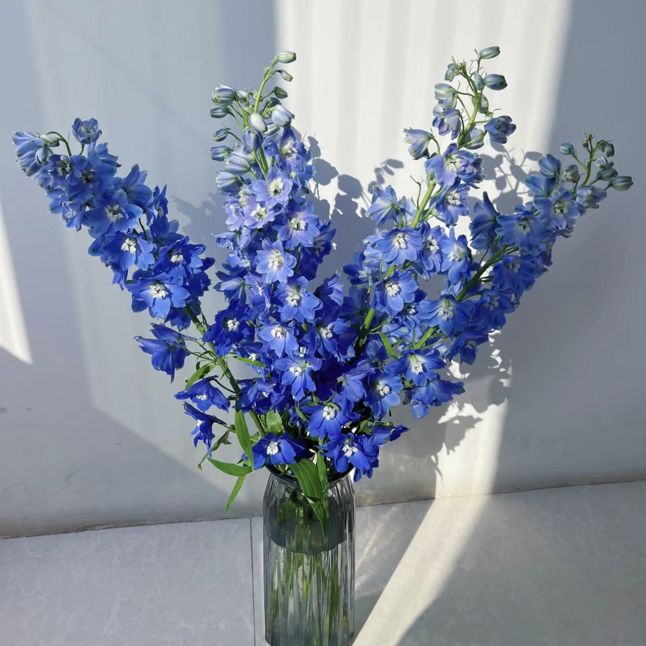 【杨鹏鲜花】深蓝大飞燕 遗落人间的精灵（请带包装醒花。易掉瓣花材）